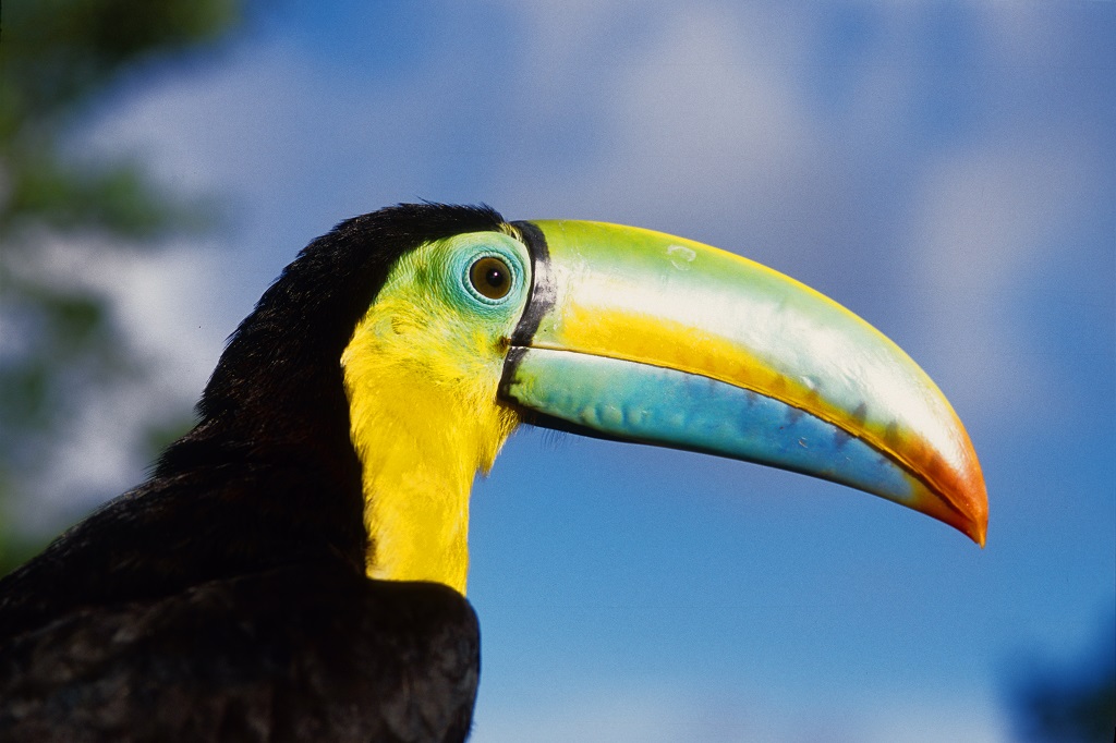 Un Toucan, au Panama - ©Autoridad de Turismo Panamá 