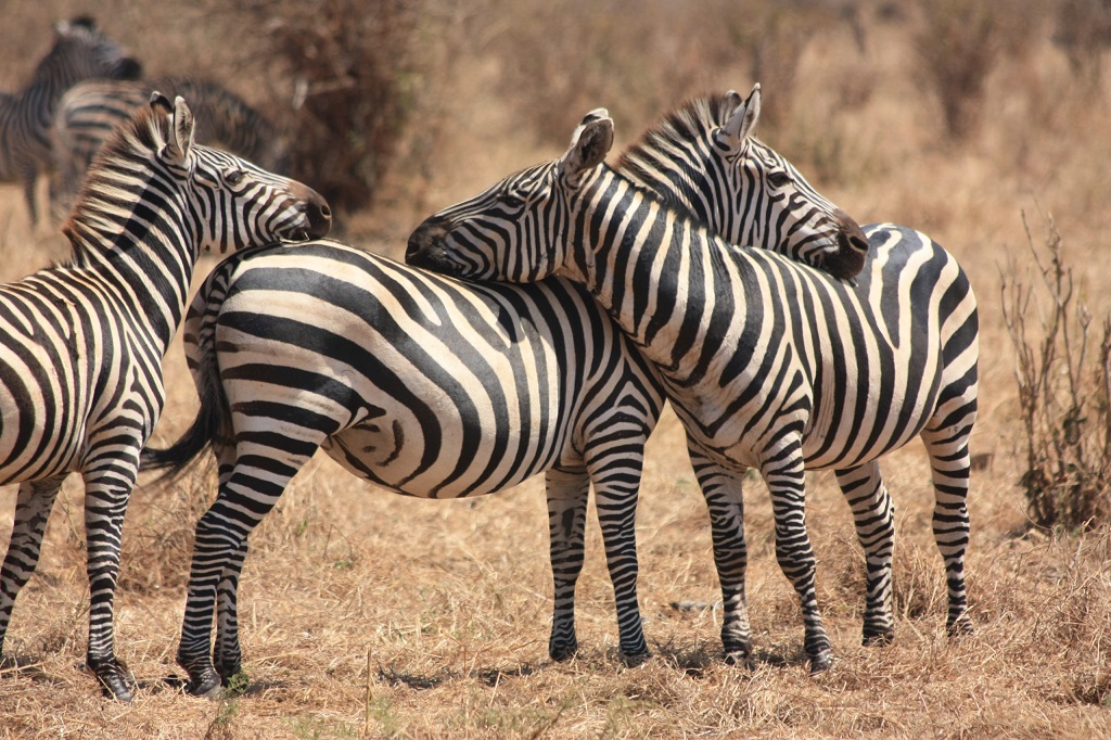 Parc du Tarangire - Tanzanie