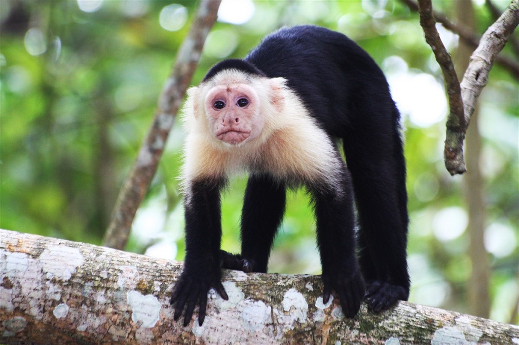 Singe dans le Parc National de Cahuita, Costa Rica