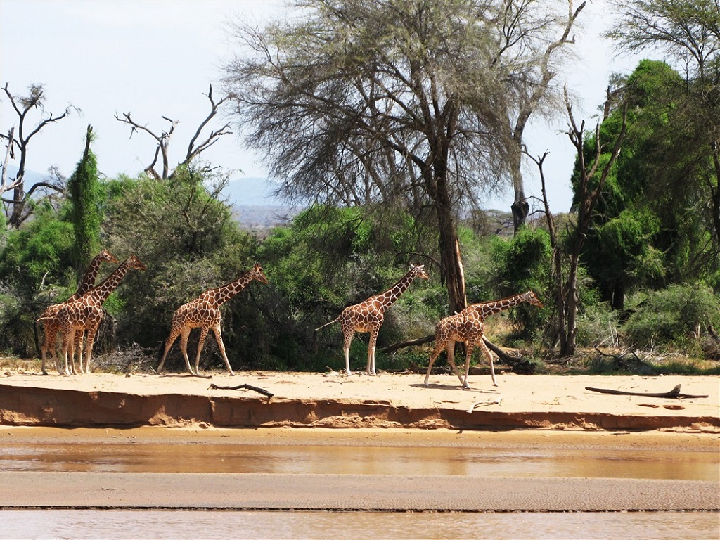 Girafes dans la réserve de Samburu, Kenya