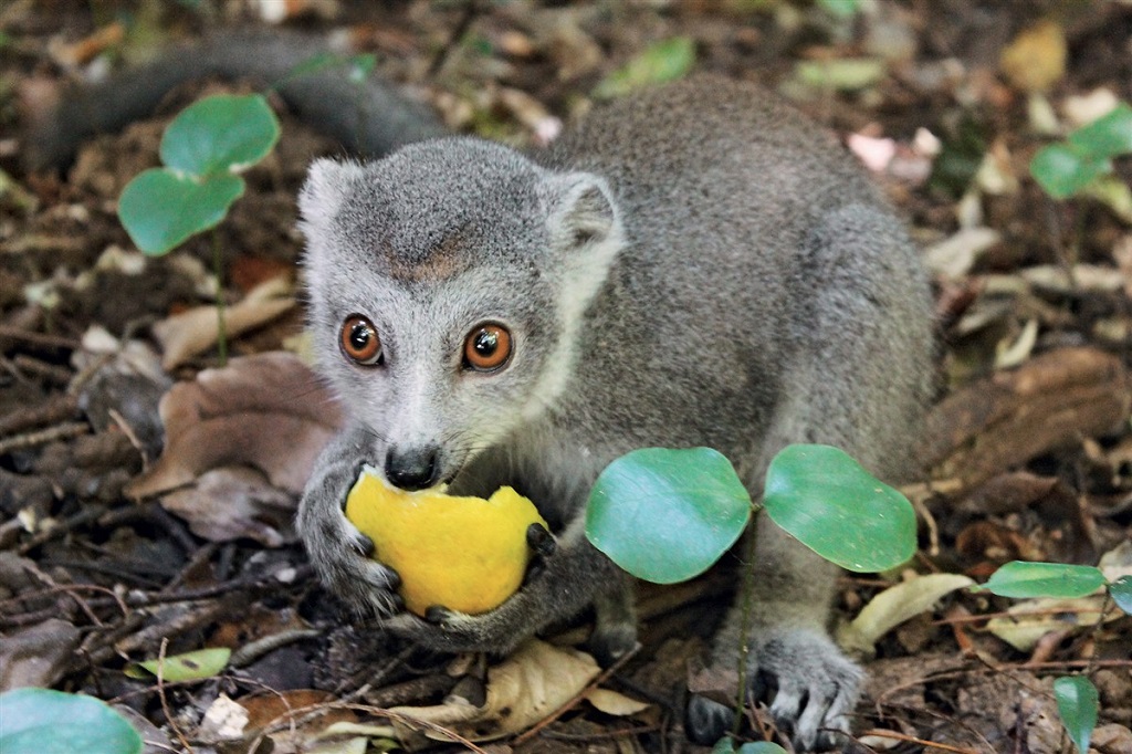 Lémurien - Madagascar