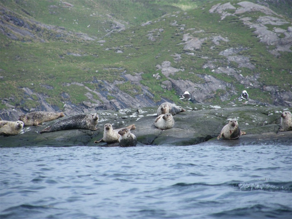 Phoques sur l'île Jura