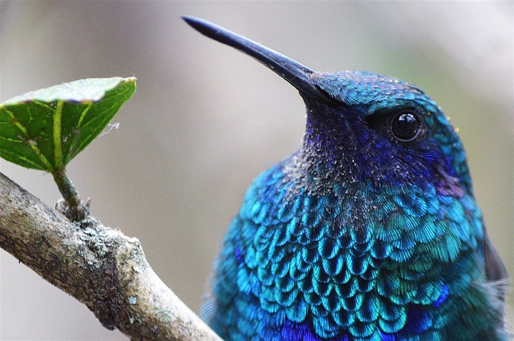 Colibri, Equateur