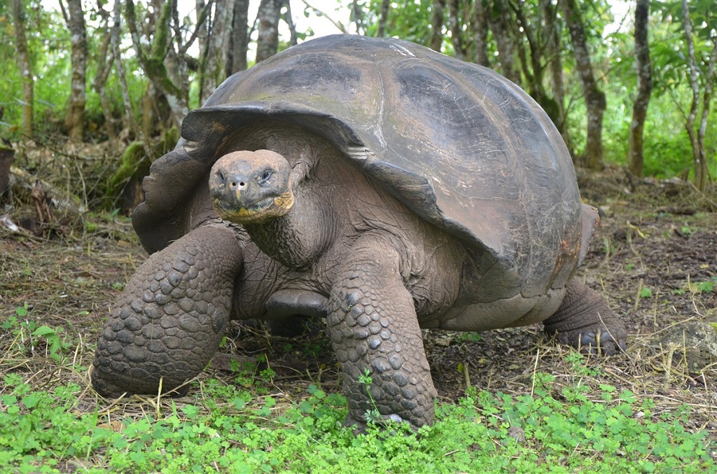 Tortues géantes sur les îles Galapagos