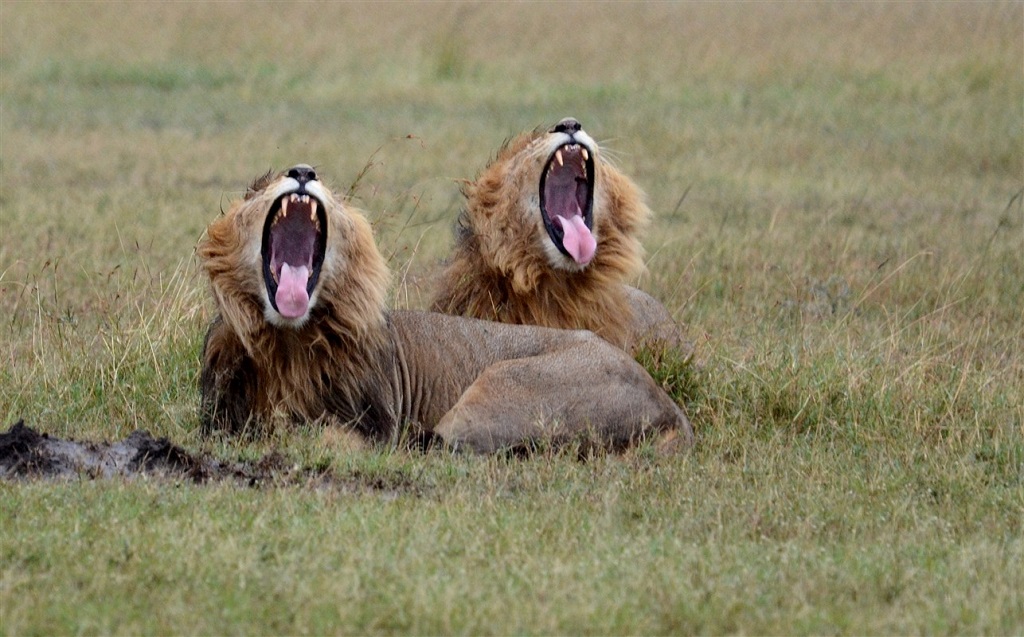 Lions, Botswana