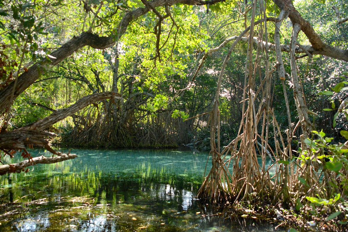 Mangroves