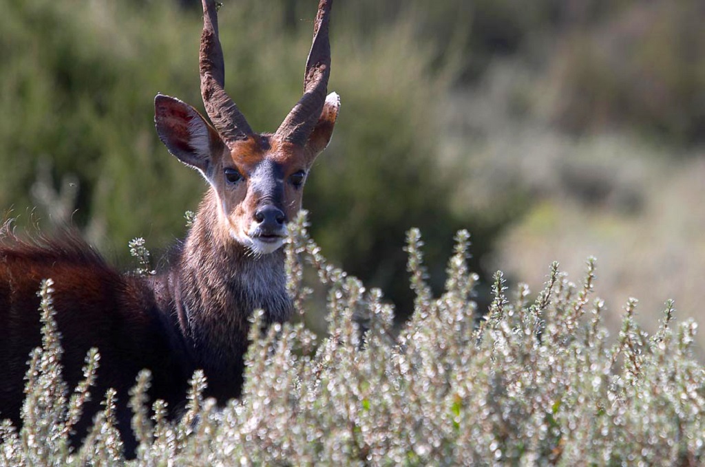 Parc national des Aberdare - Kenya 