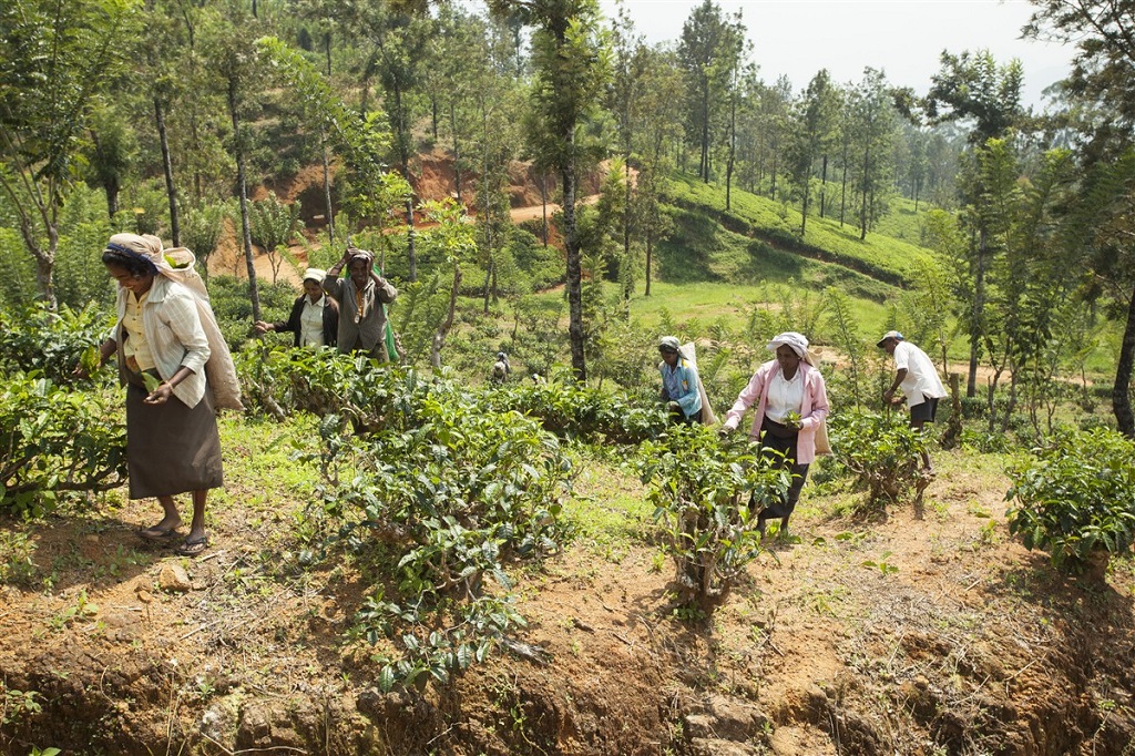 Récolte du thé entre Kandy et Nuwara Eliya - Sri Lanka