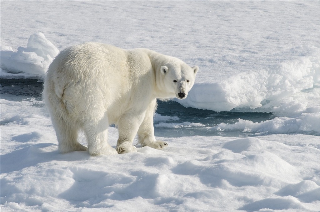 Observation des ours polaires - ©Nathalie Neyrolles