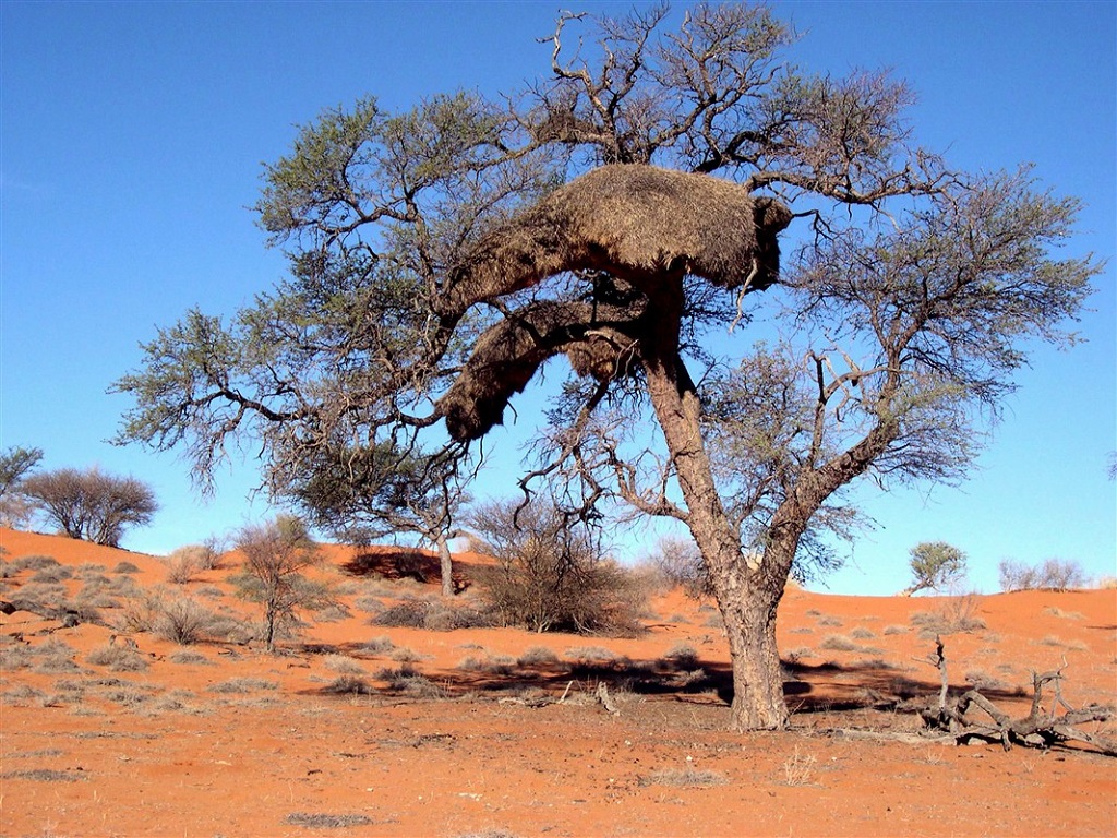 Désert du Kalahari - Namibie
