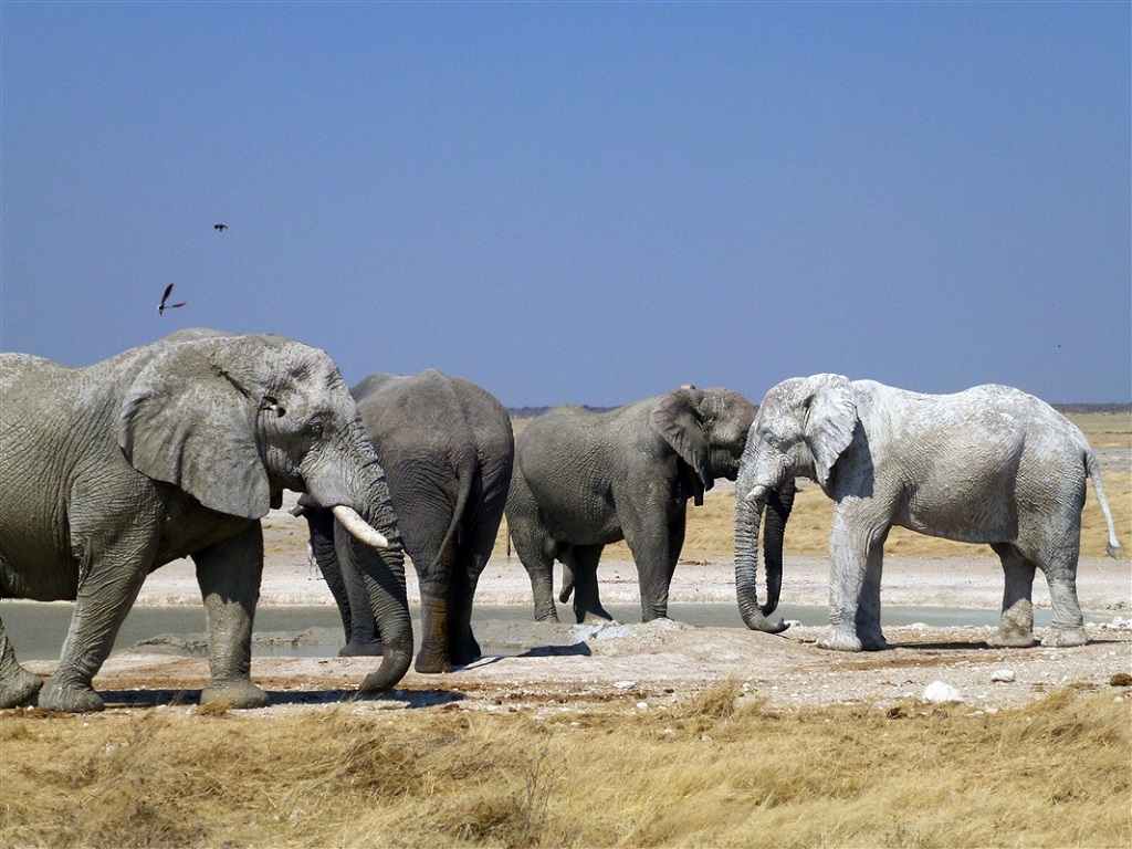 Éléphants, parc d'Etosha