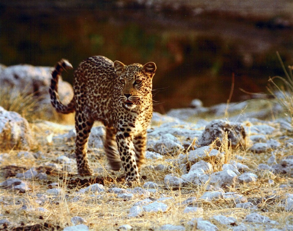 Léopard, parc d'Etosha