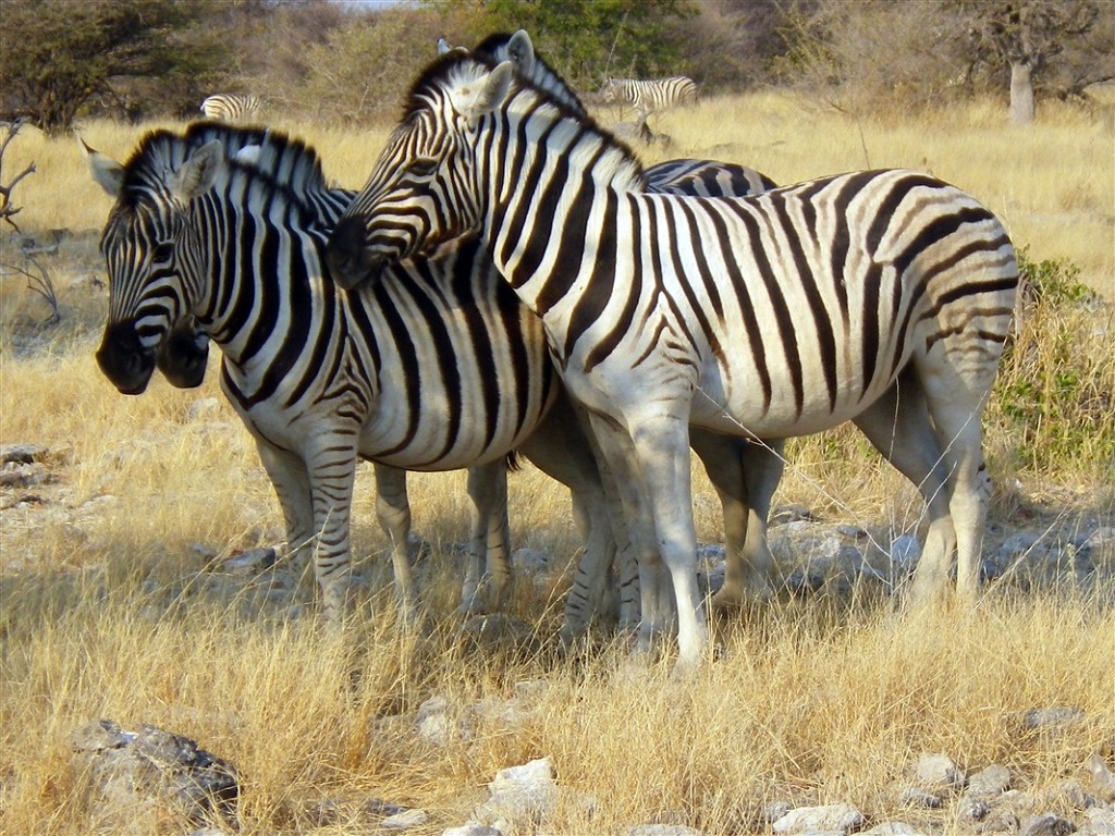 Zèbres, parc d'Etosha