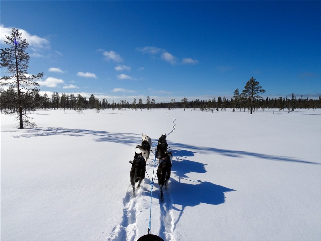 Chiens de traîneau - Finlande