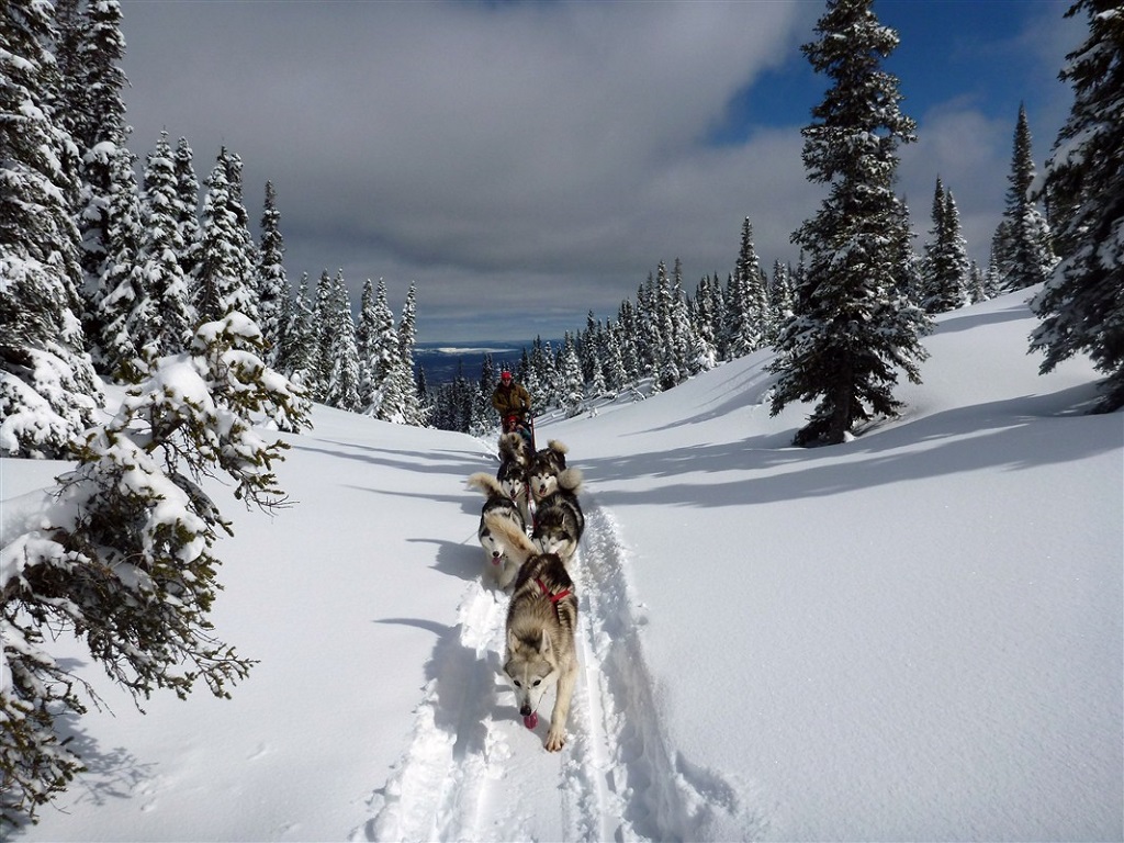 Traîneau à chiens dans les forêts du Québec - ©Gilles Granal