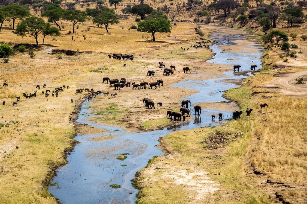 Eléphants, Parc national du Tarangire, Tanzanie