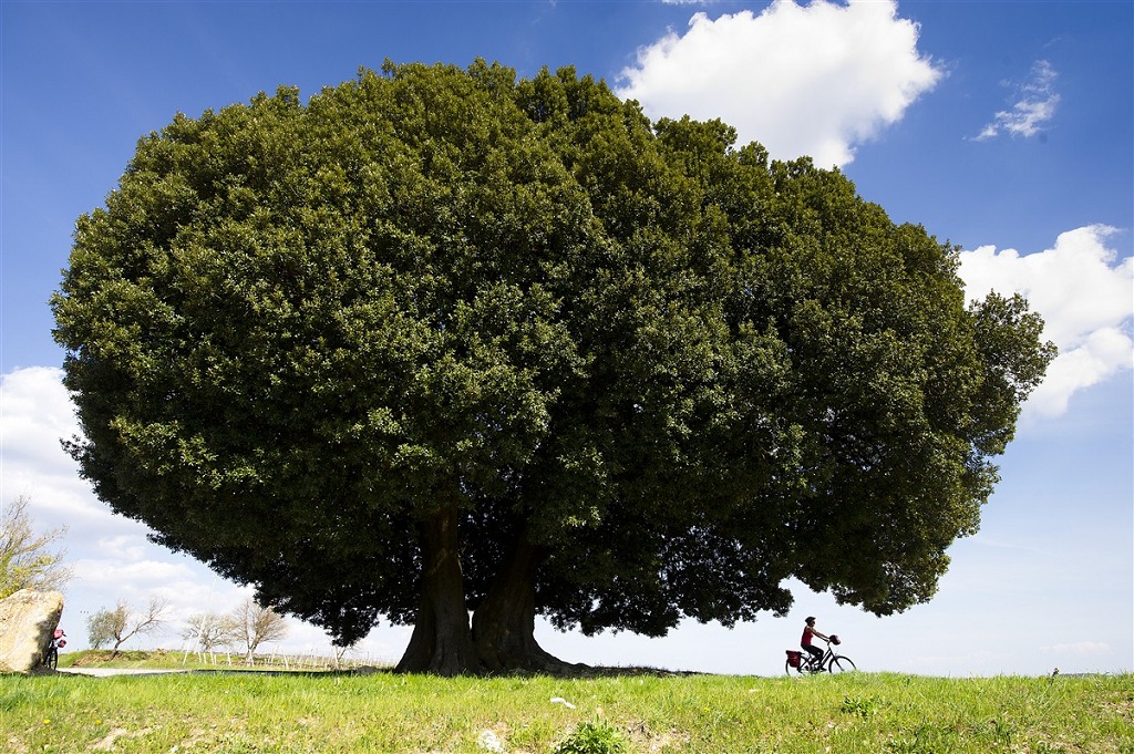 Un chêne vert séculaire vers le village de Lucignano, en Toscane - ©Christophe Migeon