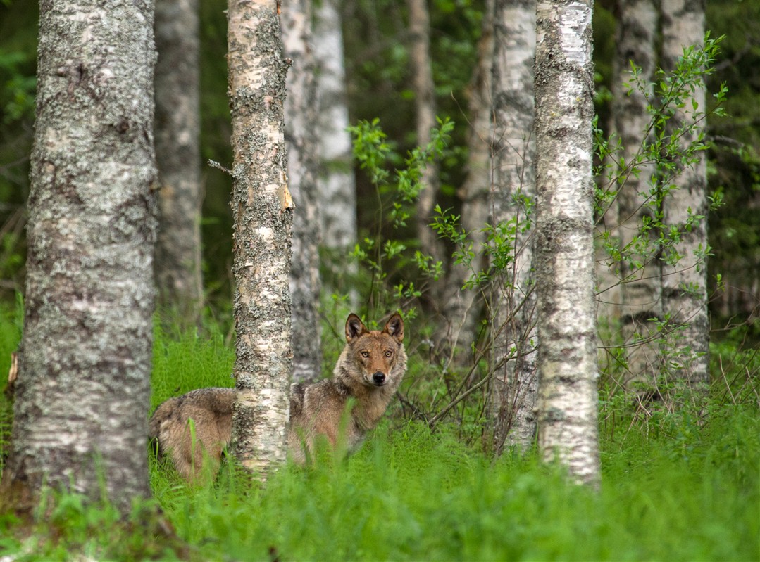 Loup caché dans la forêt finlandaise ©Sabrina Logeais