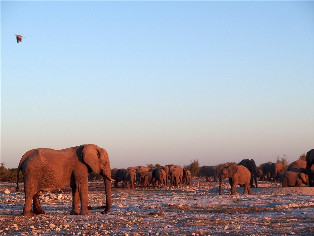 Parc national d’Etosha - Kunene - Namibie