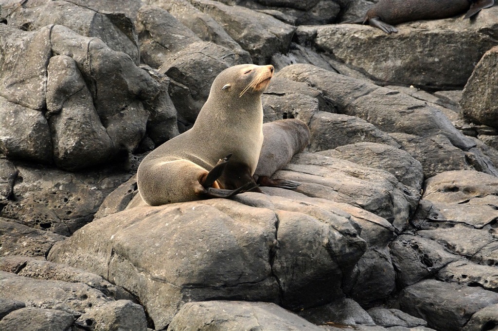 Otarie à fourrure, Akaroa