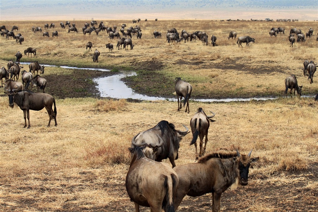 Gnous du N'Gorongoro