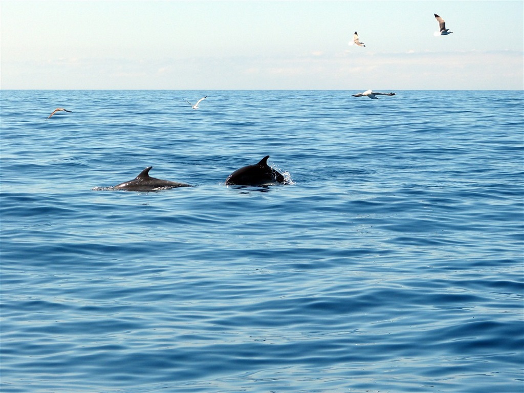 Sortie d'observation des petites baleines globicéphales et dauphins, Tenerife 