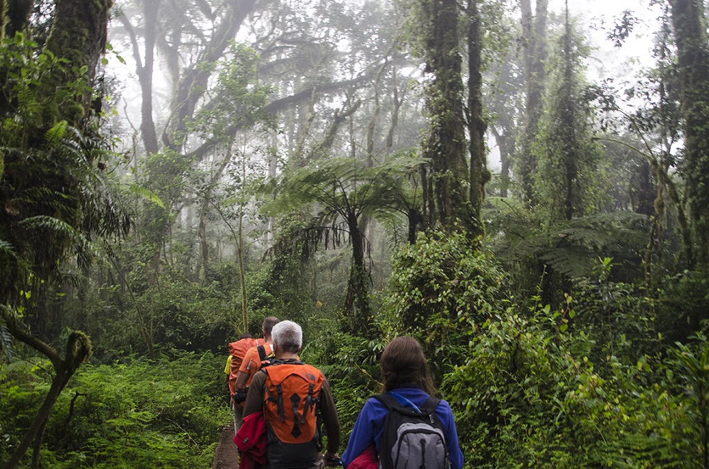 Randonnée dans la forêt tropicale, voie Machame