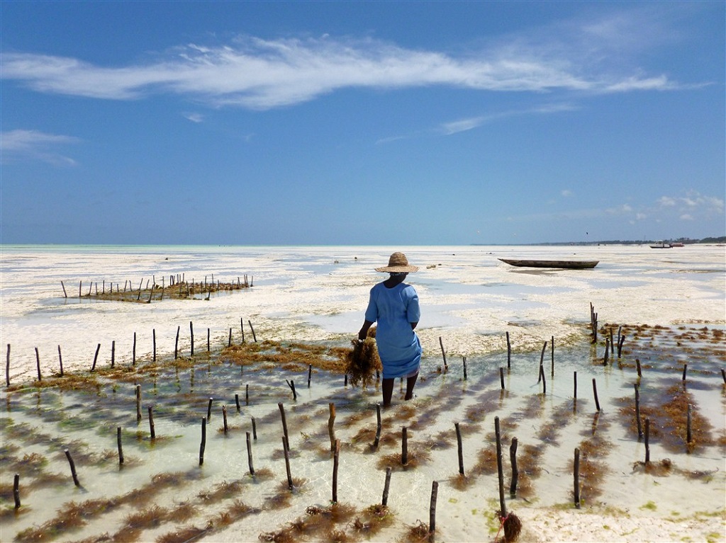 Phycoculture à Zanzibar - ©Valentin Poitte