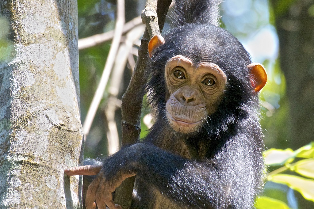 Chimpanzé, Rwanda