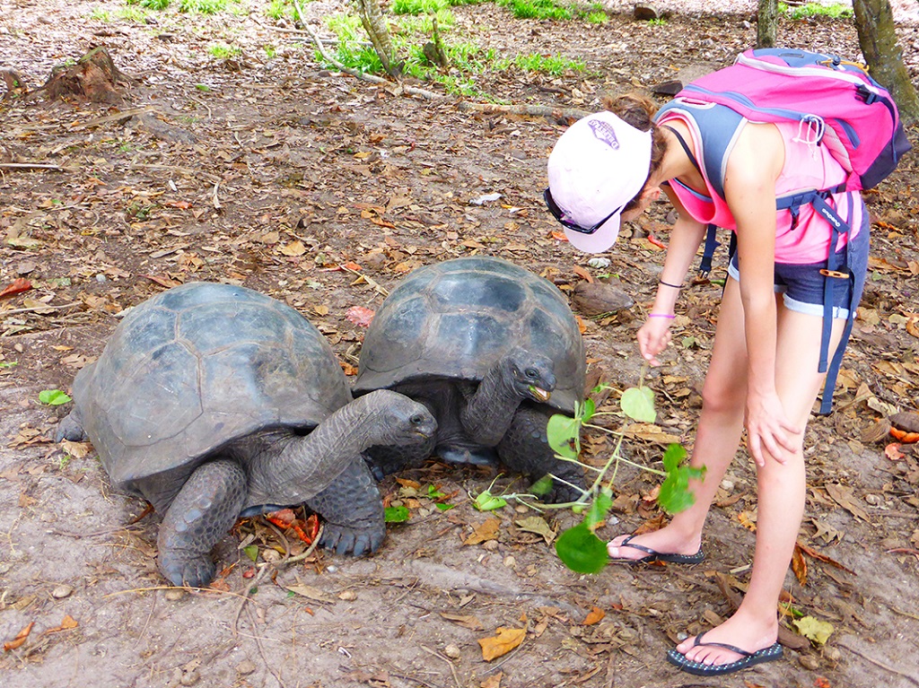 Tortues terrestres sur l'île de Curieuse