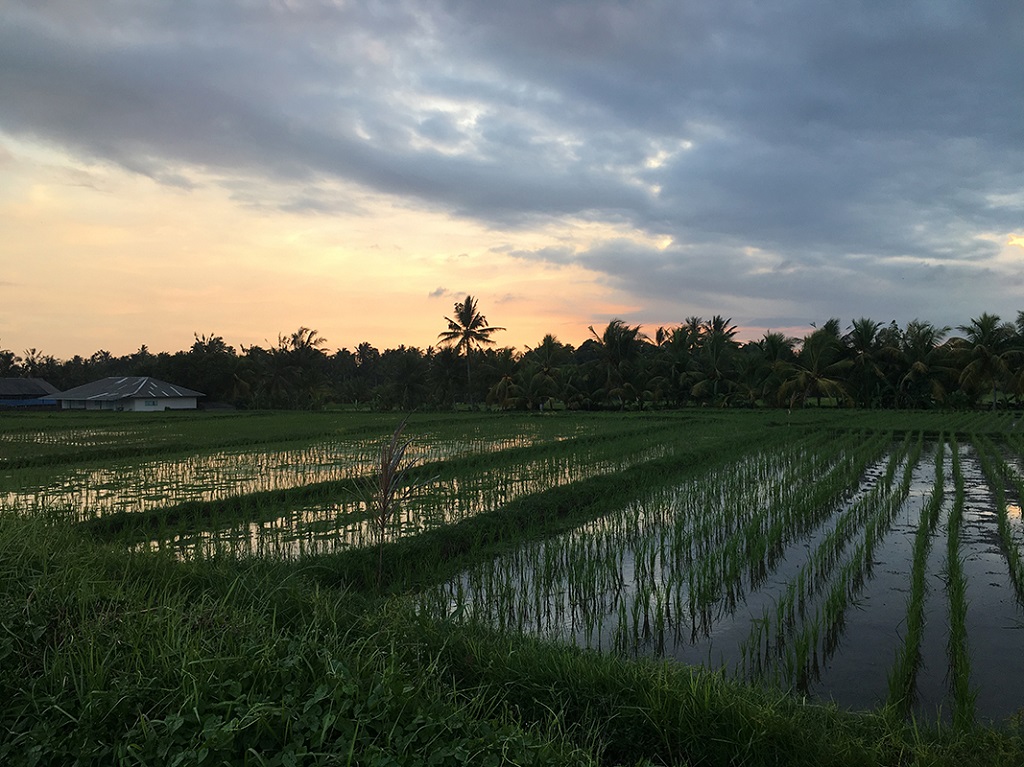 Rizières entre Sanur et Belimbing