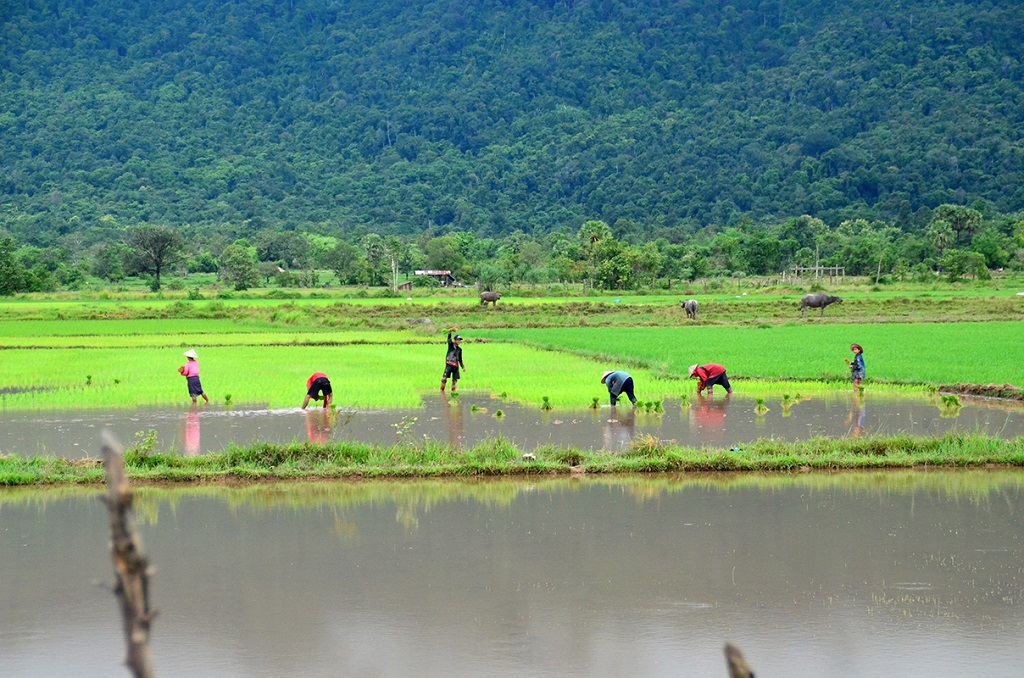 Balade dans les rizières près de Vat Phou - Laos