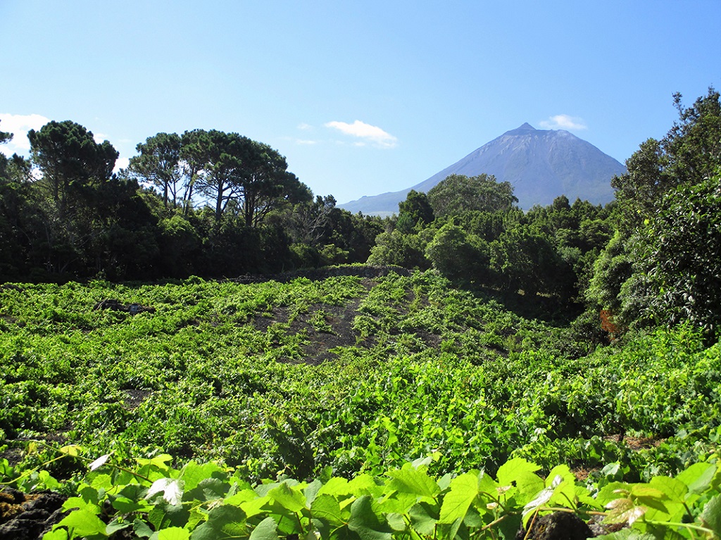  Pico -Île de Pico, Açores Portugal