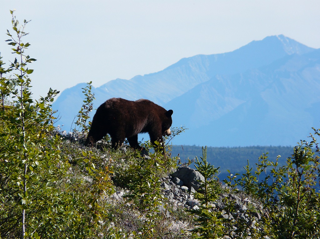 Observation d'un jeune grizzli, en Alaska