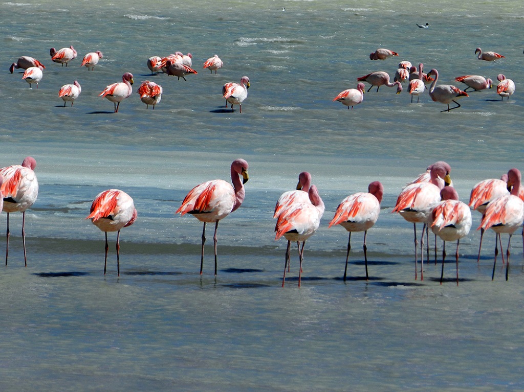 Salar de Chiguana, Bolivie