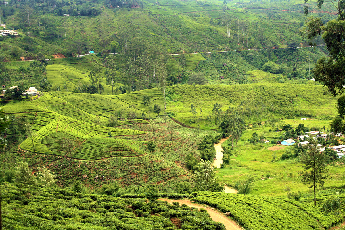 Plantations de thé - Sri Lanka