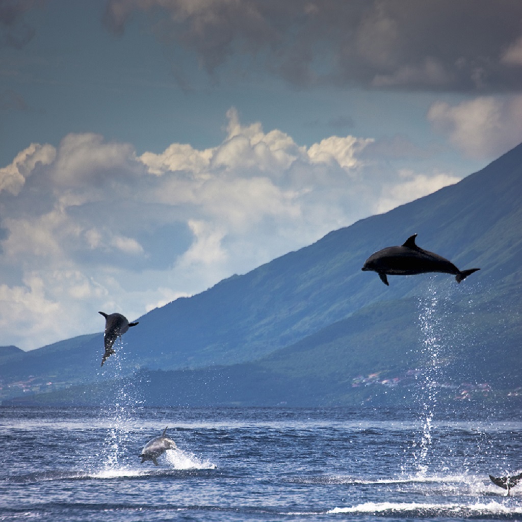 Dauphins sautant dans l'océan Atlantique - Açores, Portugal