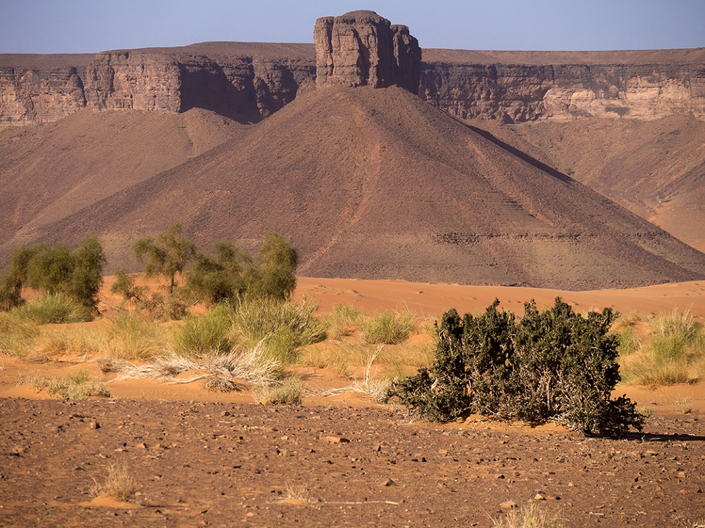 Oued el Tenzzent, les oasis de l'Adrar