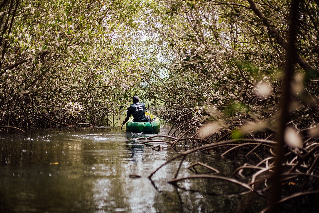 Kayak à travers la mangrove