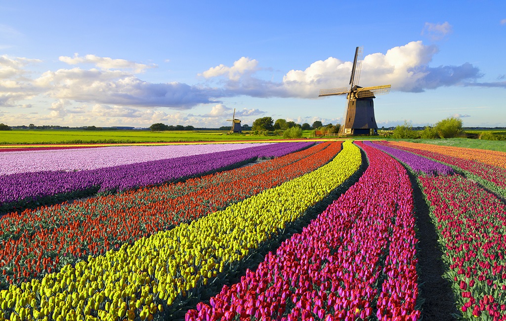 Les couleurs vives des champs de tulipes