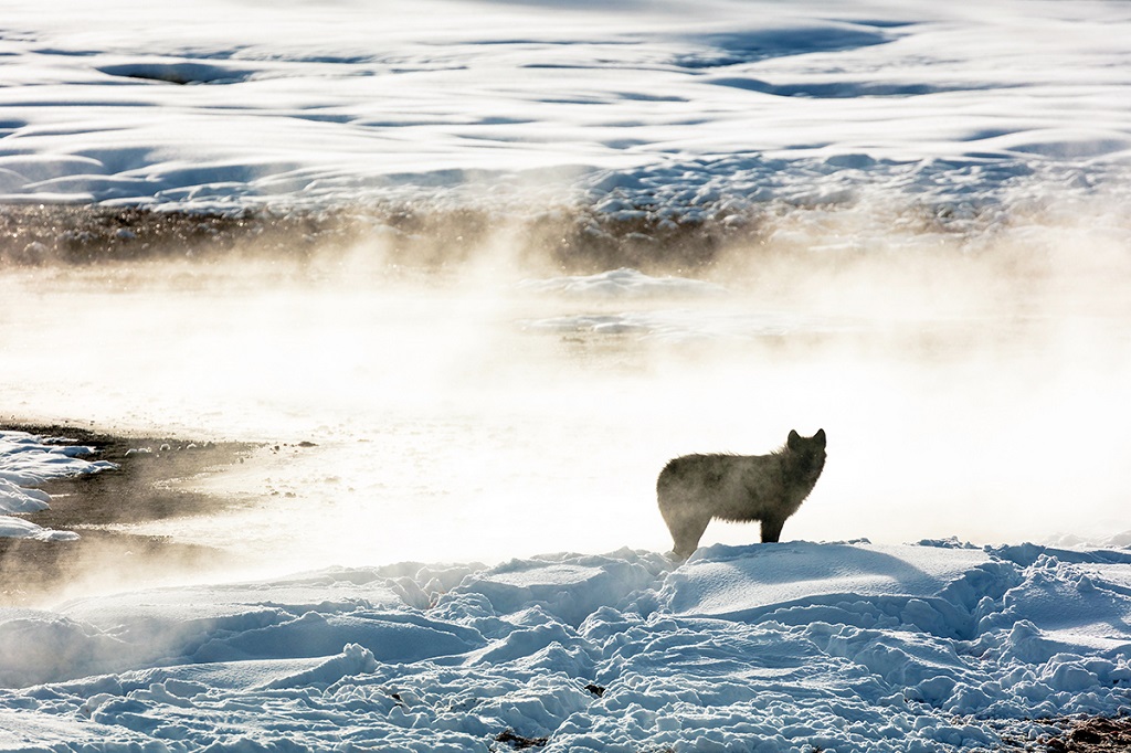 Loup, Yellowstone, Etats-Unis