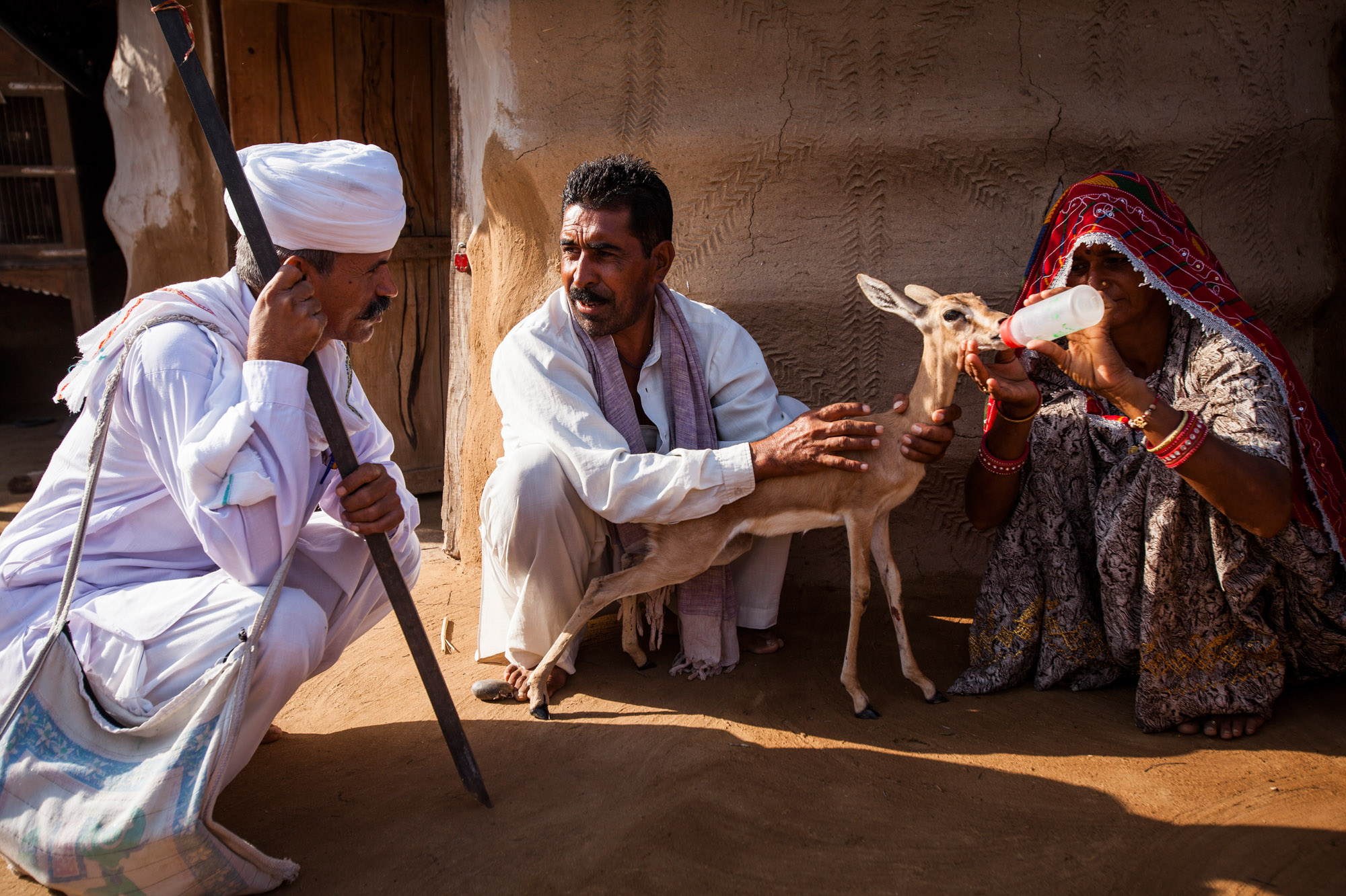 Chez les Bishnoïs, il est interdit de tuer des animaux, au contraire, les ressources sont partagées avec la nature ©Franck Vogel