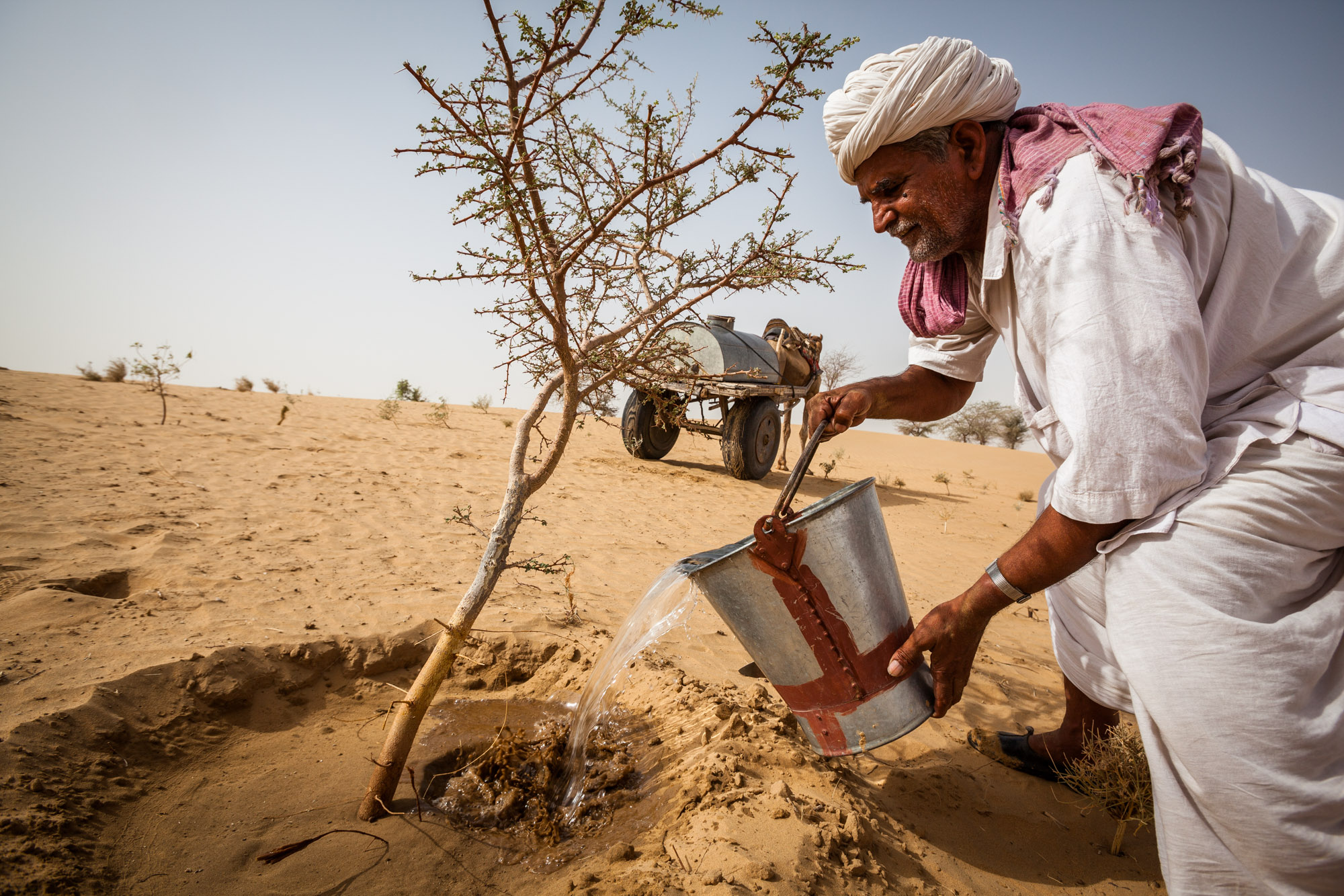 Chaque année les Bishnoïs doivent planter un arbre et lui fournir l'eau nécessaire à sa croissance ©Franck Vogel