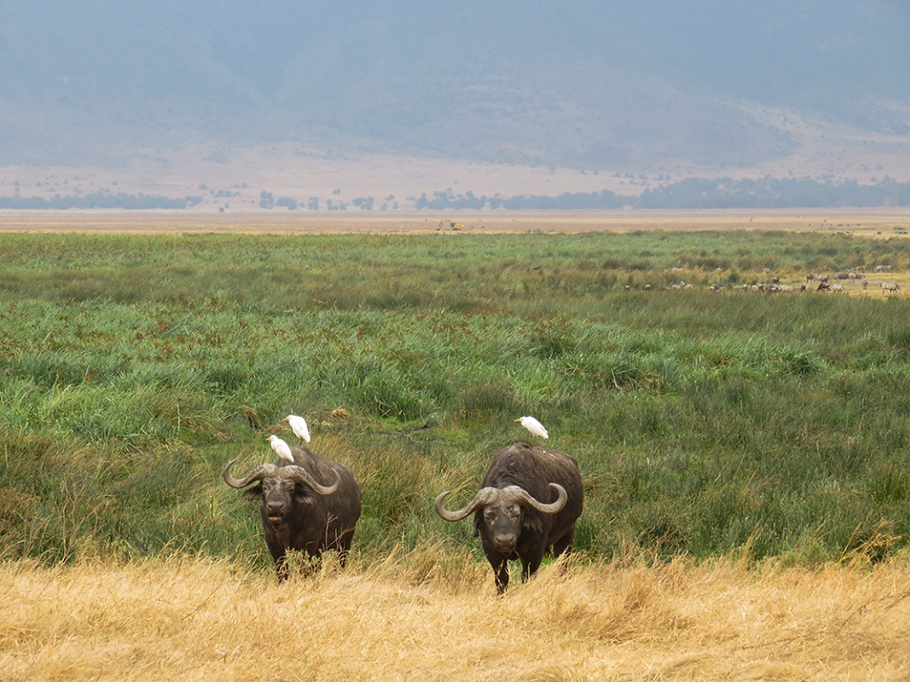 Dans cratère du Ngorongoro - ©Sandrine Perrot