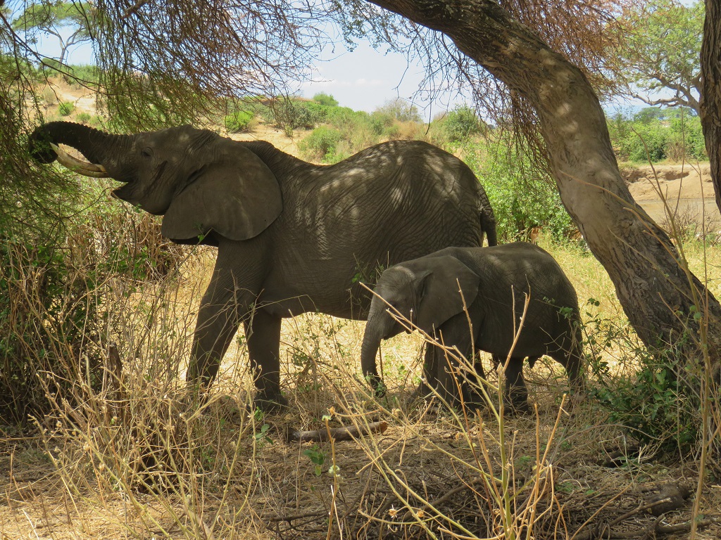 Les éléphants dans le Parc National du Tarangire - ©Sandrine Perrot