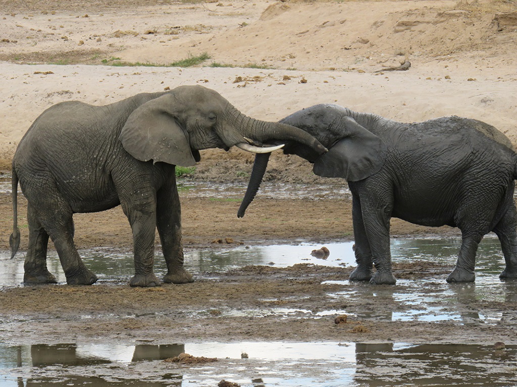 Les éléphants dans le parc du Tarangire - ©Sandrine Perrot