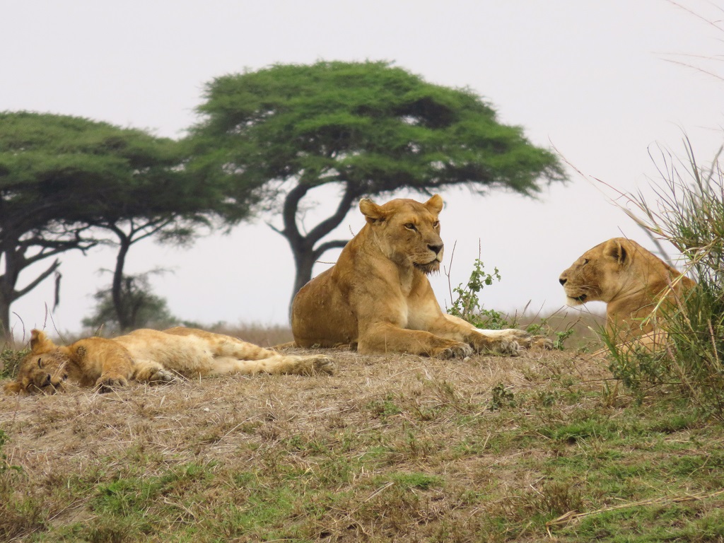 Nos rencontres avec les animaux sauvages lors du safari - ©Sandrine Perrot