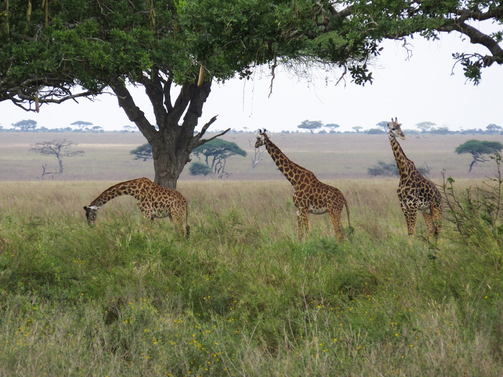 Dans le parc national du Serengeti - ©Sandrine Perrot