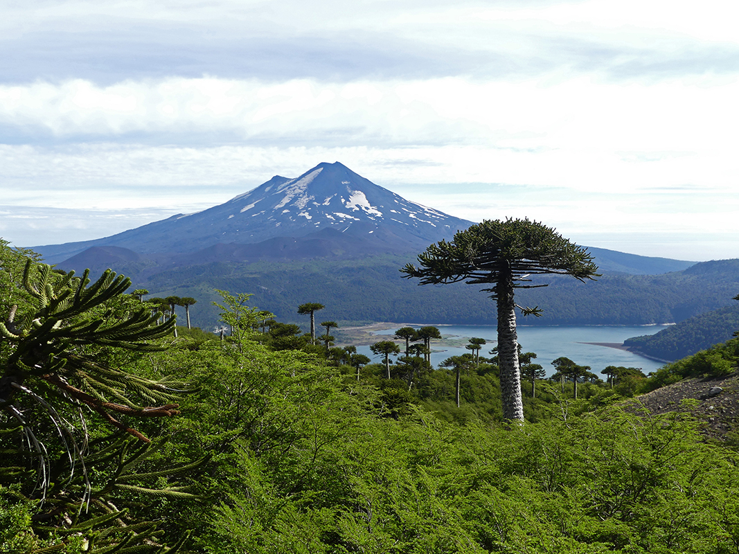 Vue sur le volcan Llaima, Parc national Conguillío - ©Marianne Furlani