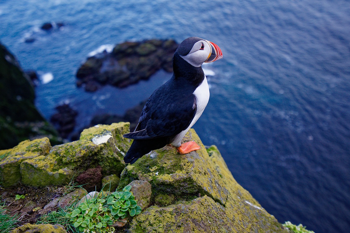 Macareux moine - ©Antonin Bergerat